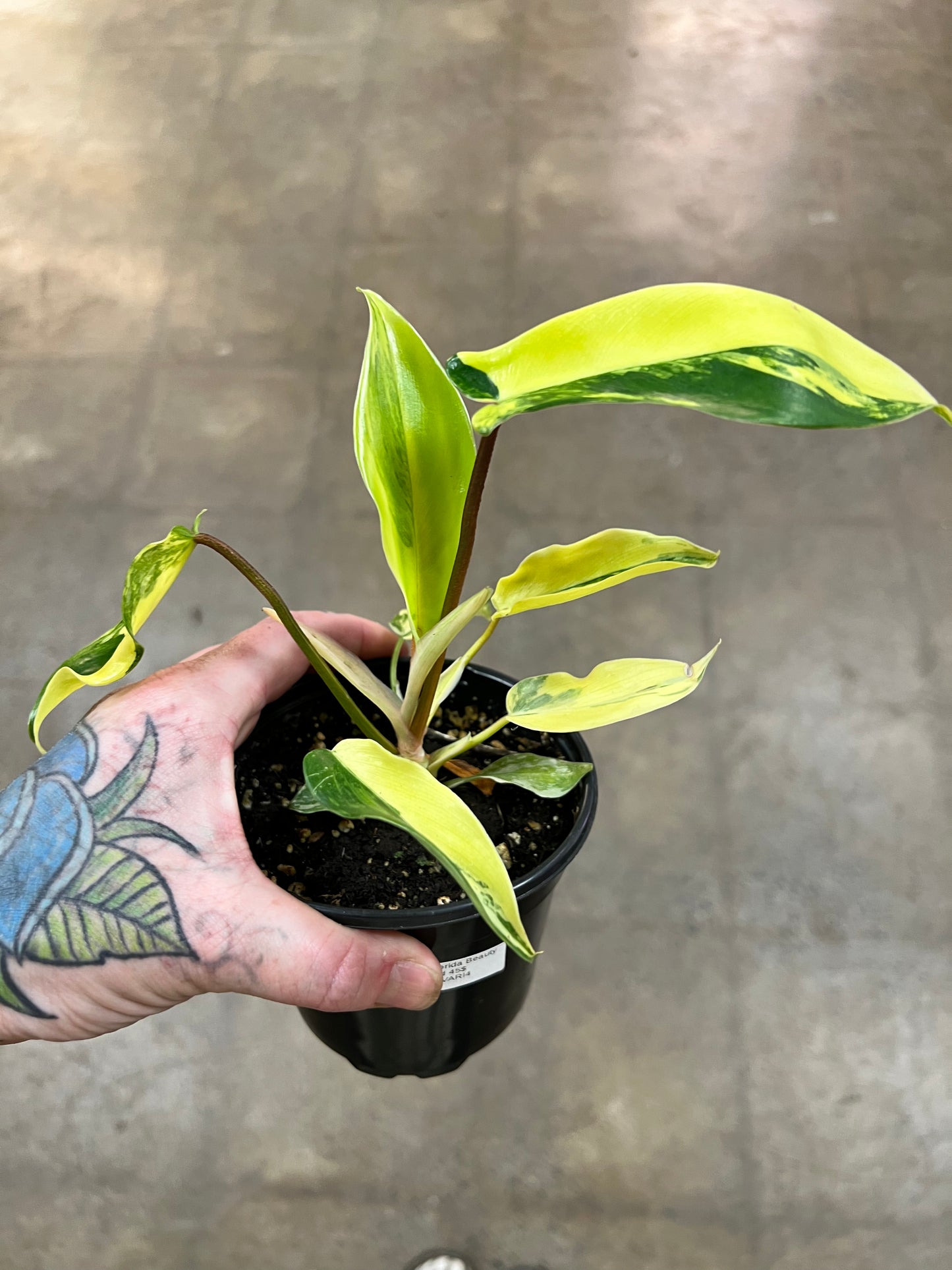 Philodendron Florida Beauty Variegated