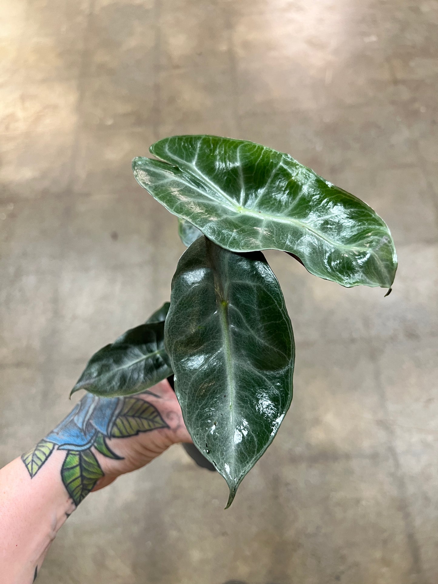 Alocasia Pink Princess