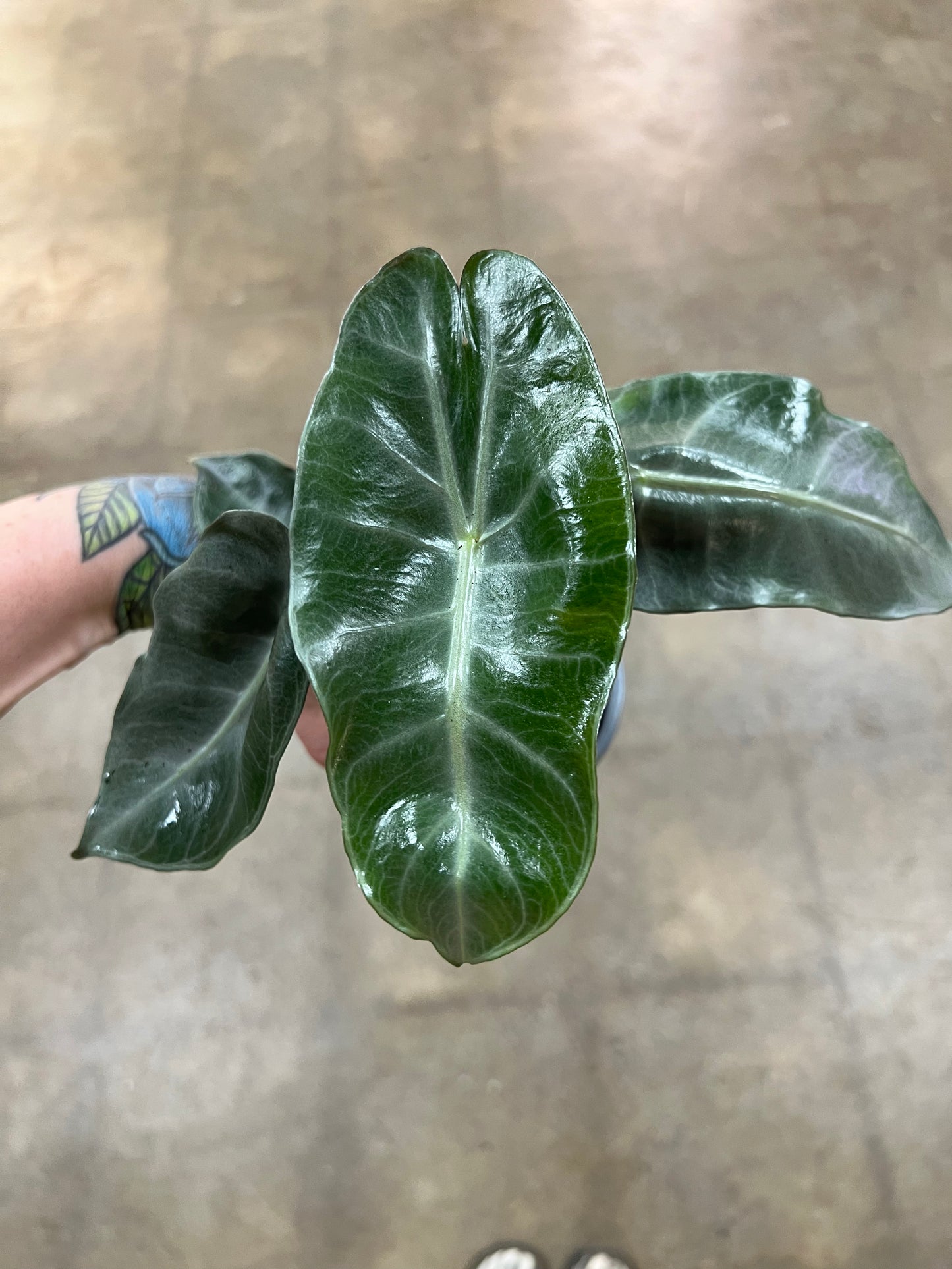 Alocasia Pink Princess