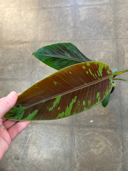 Musa Acuminata Zebrina
