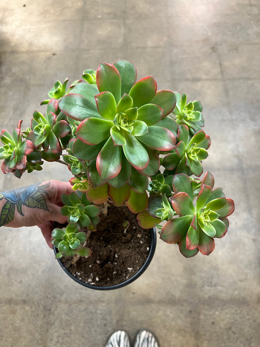 Aeonium Decorum Kiwi