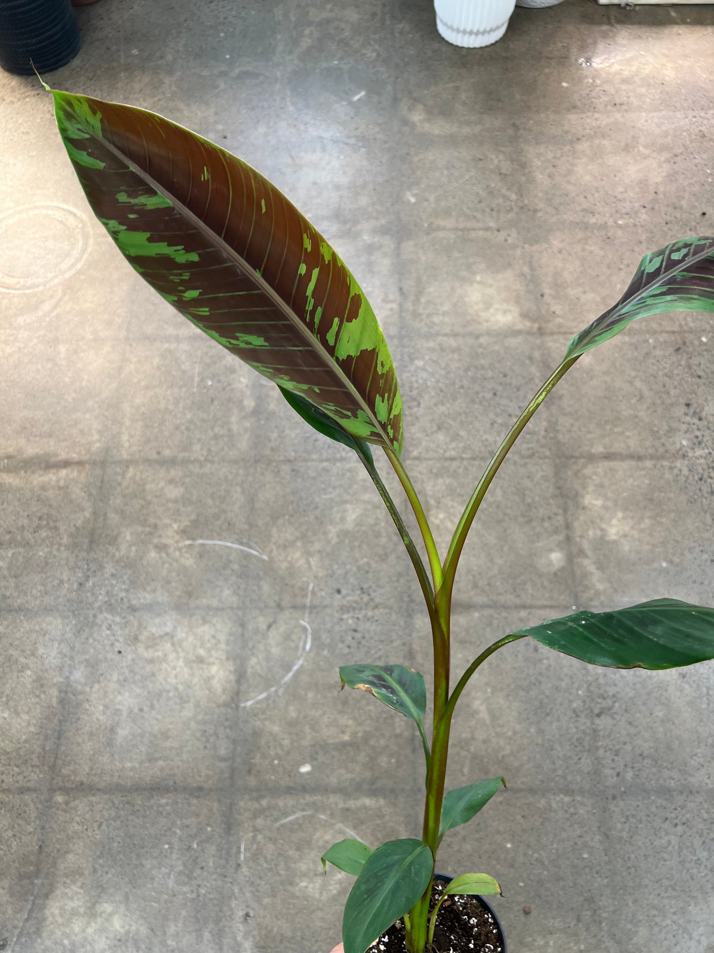 Musa Acuminata Zebrina