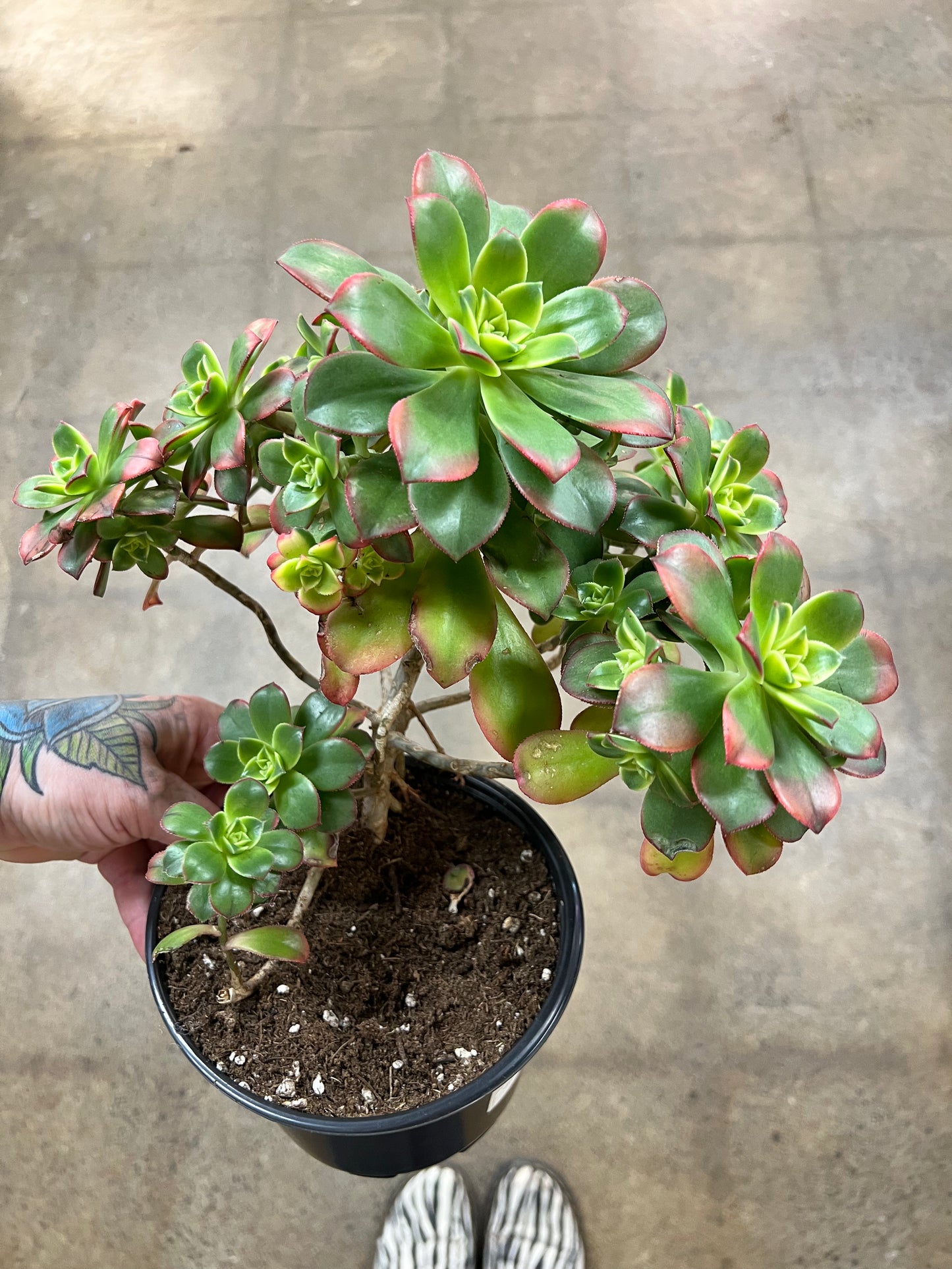 Aeonium Decorum Kiwi