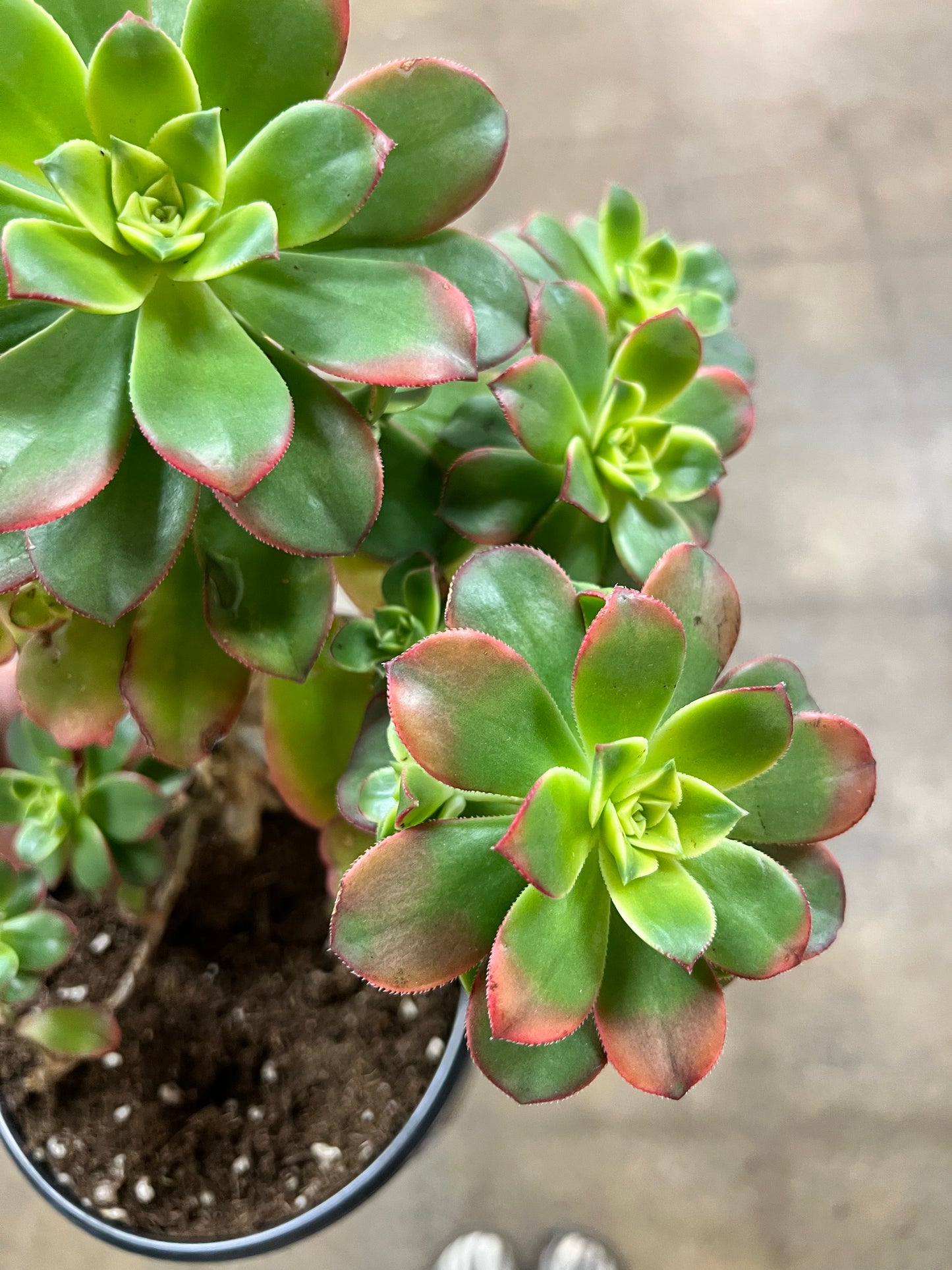 Aeonium Decorum Kiwi