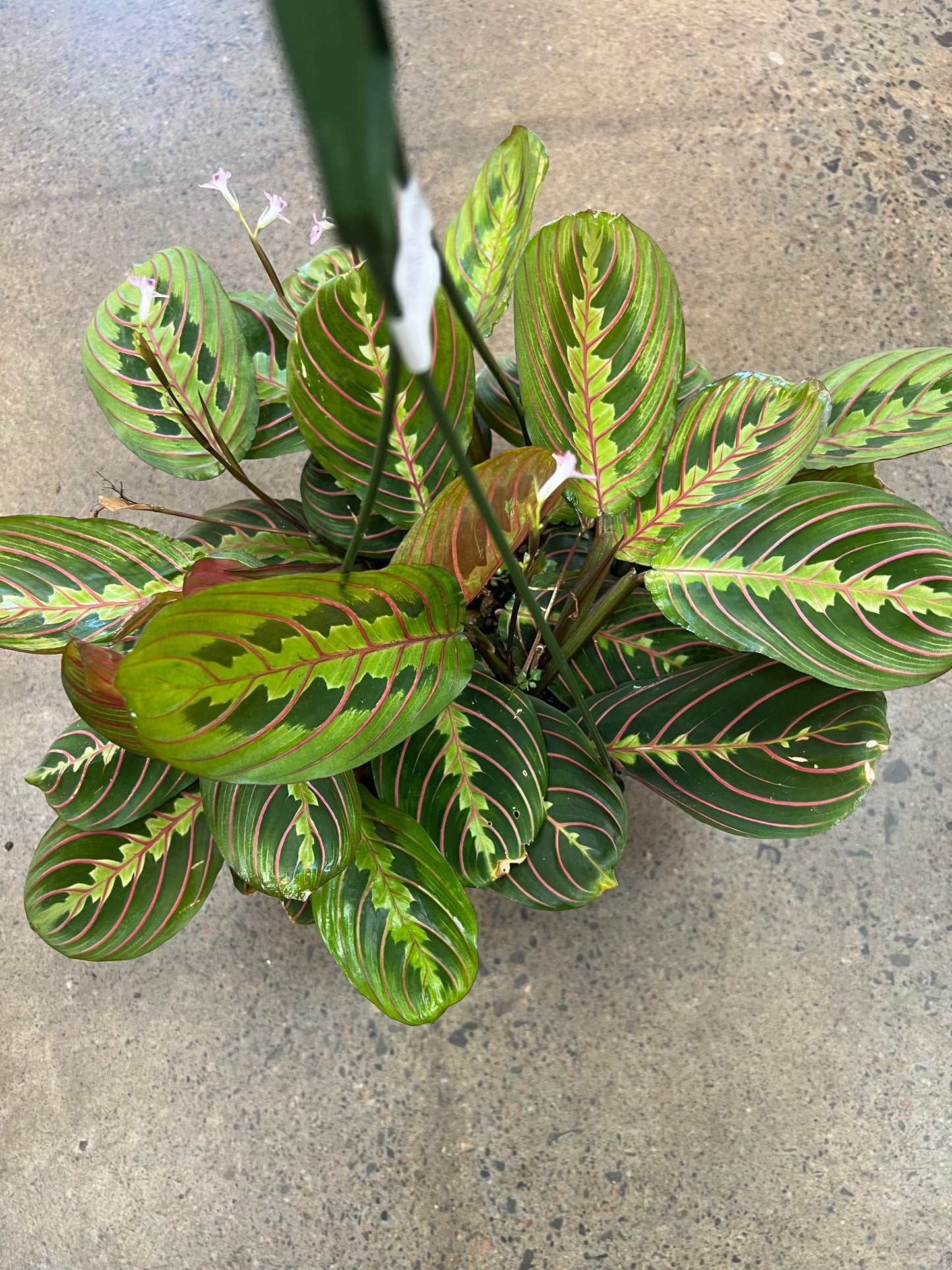 Maranta Rouge