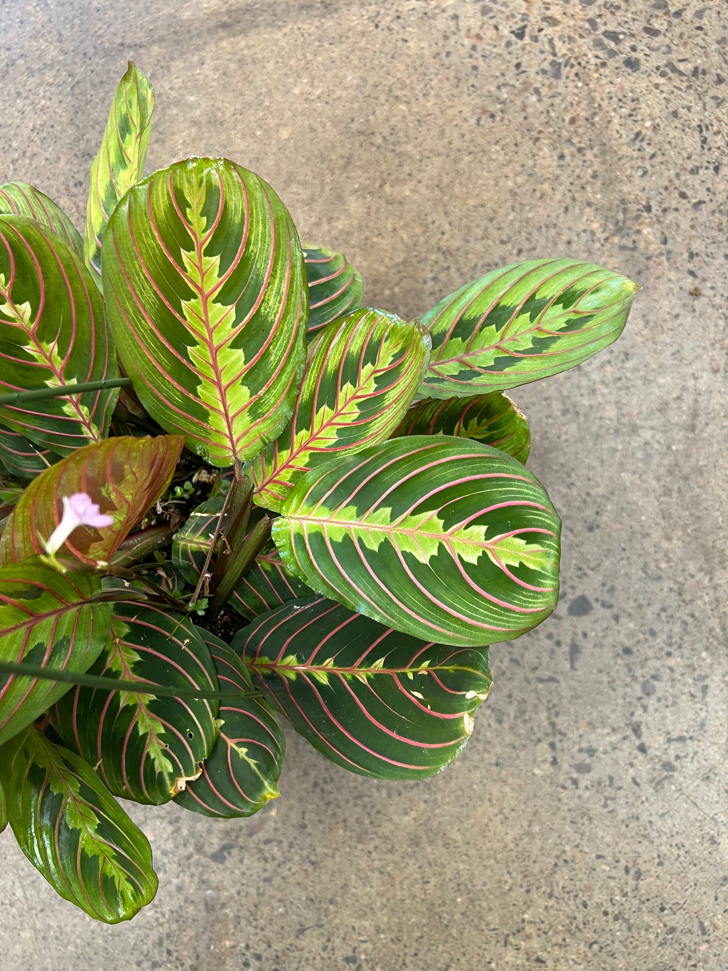 Maranta Rouge