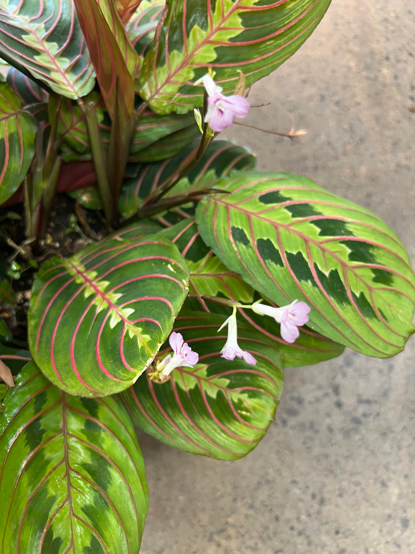 Maranta Rouge