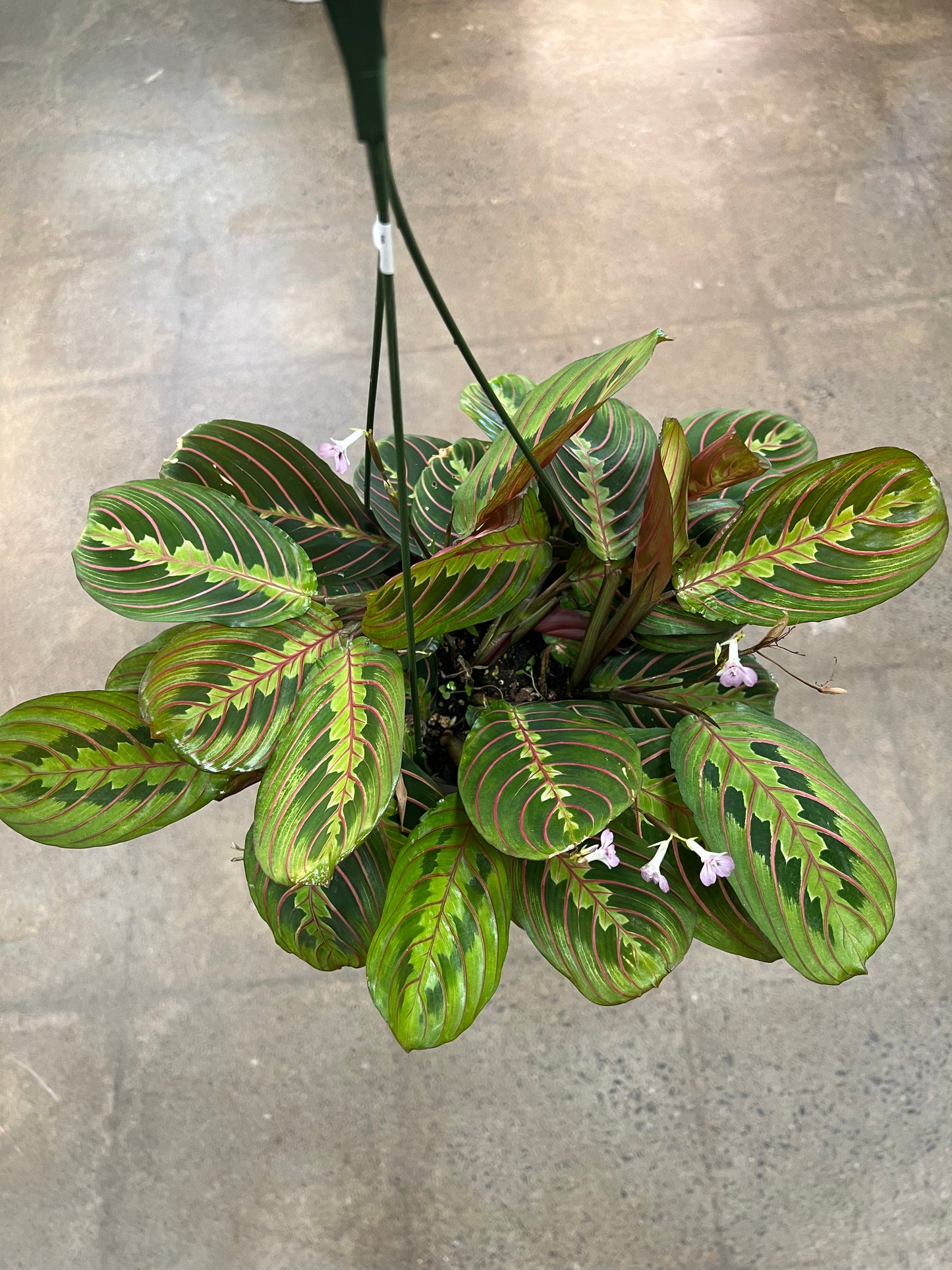 Maranta Rouge