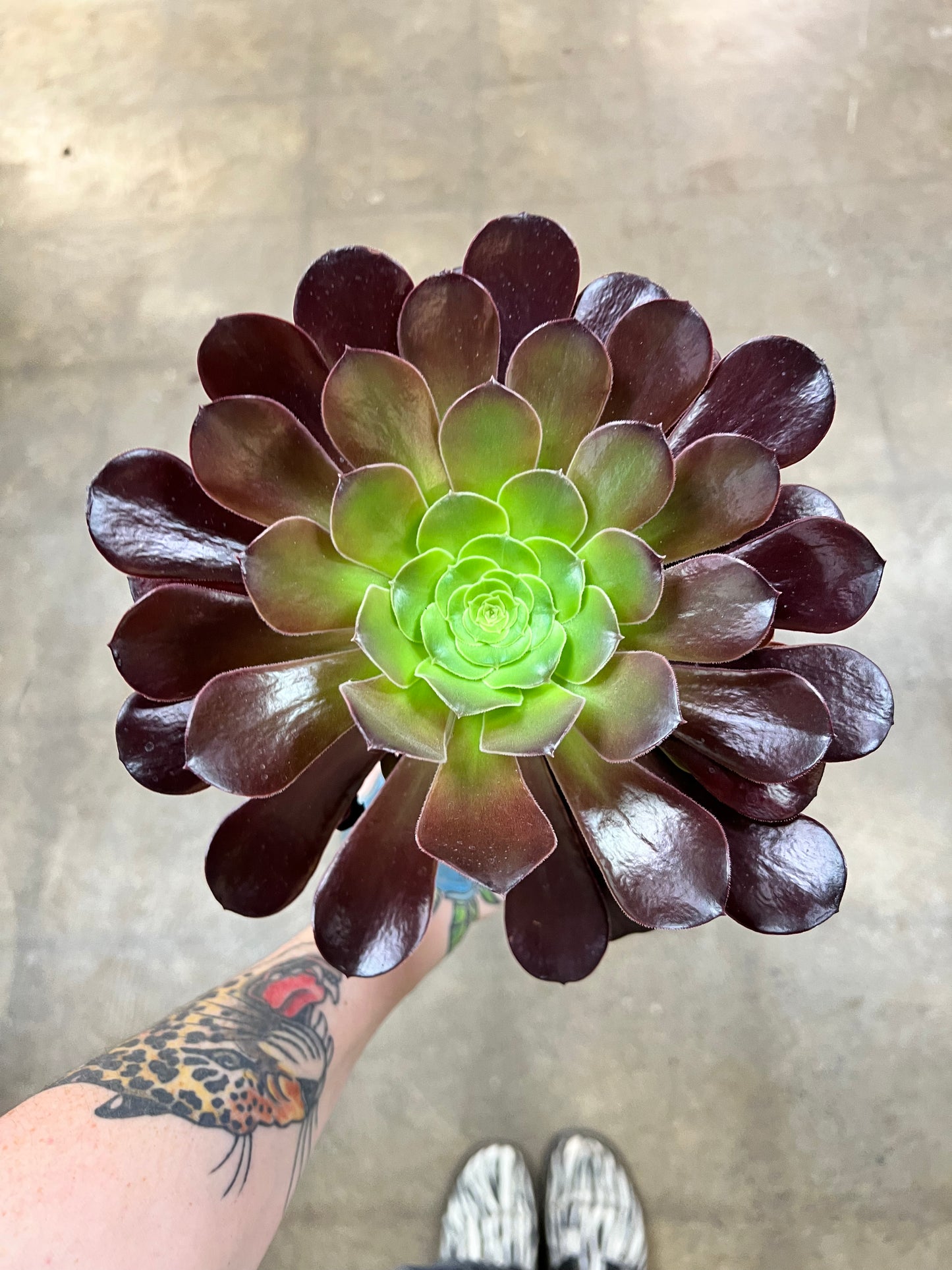 Aeonium Arboreum Velour