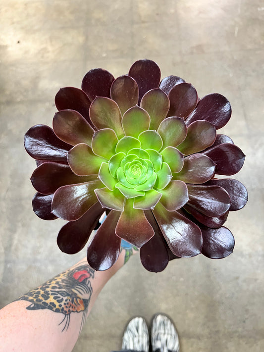 Aeonium Arboreum Velour