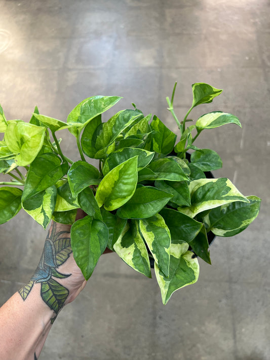 Pothos Lemon Meringue