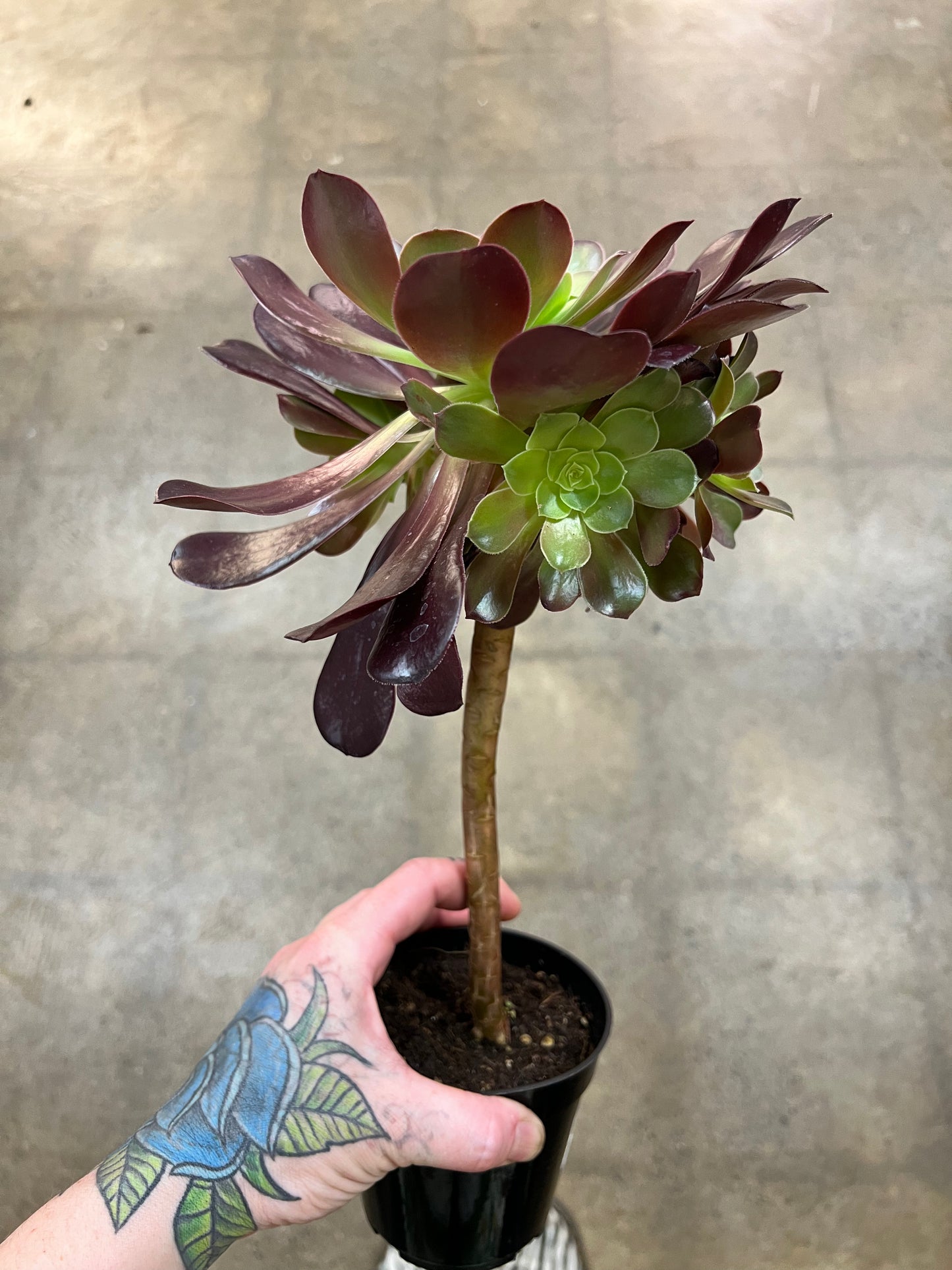 Aeonium Arboreum Velour