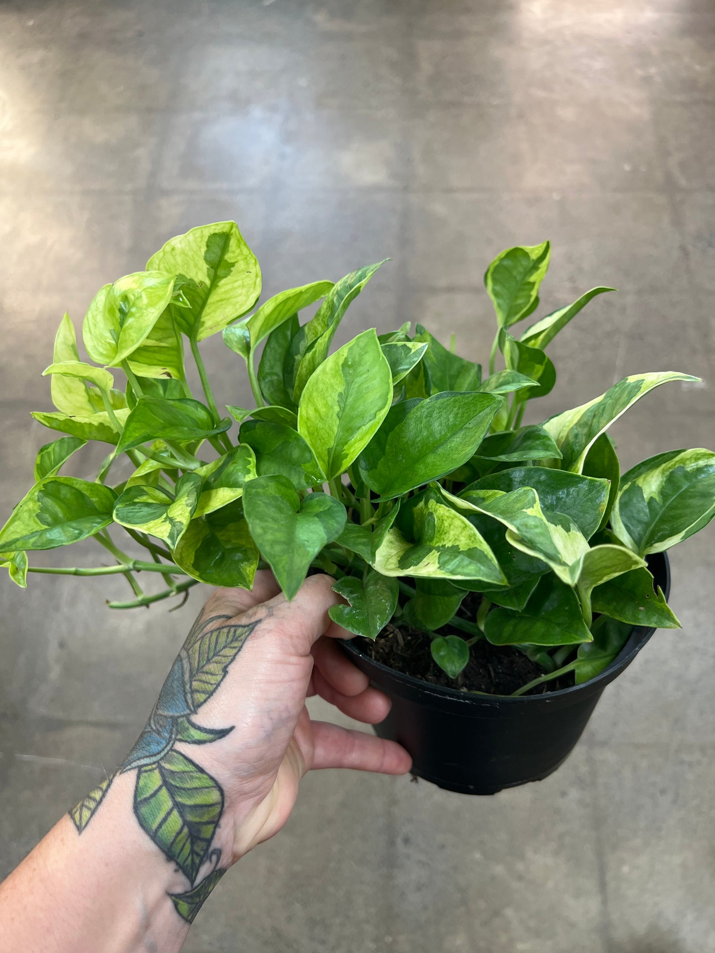Pothos Lemon Meringue