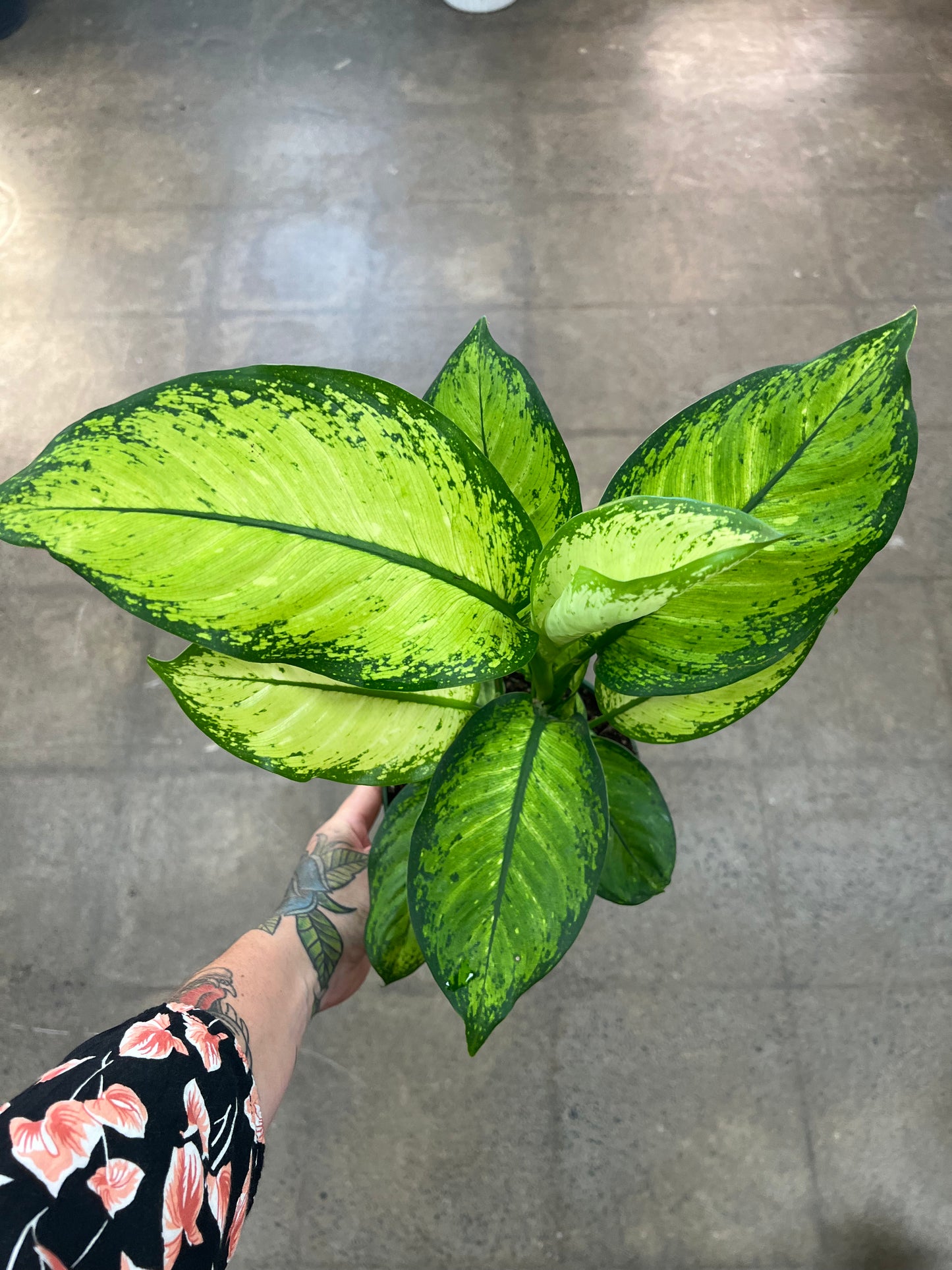 Dieffenbachia Mars