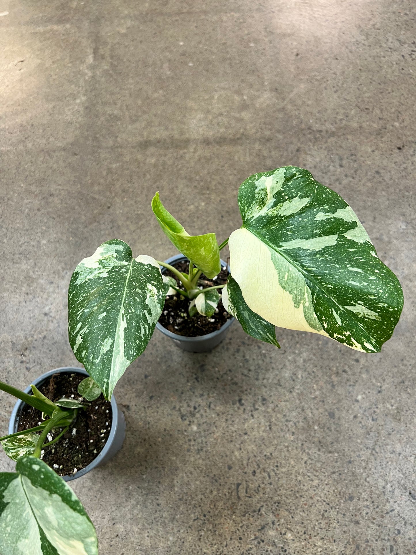 Monstera Thaï Constellation