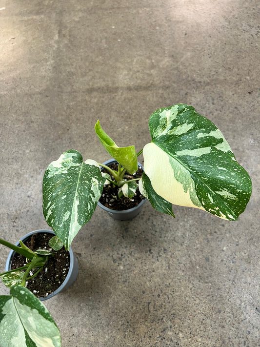 Monstera Thaï Constellation