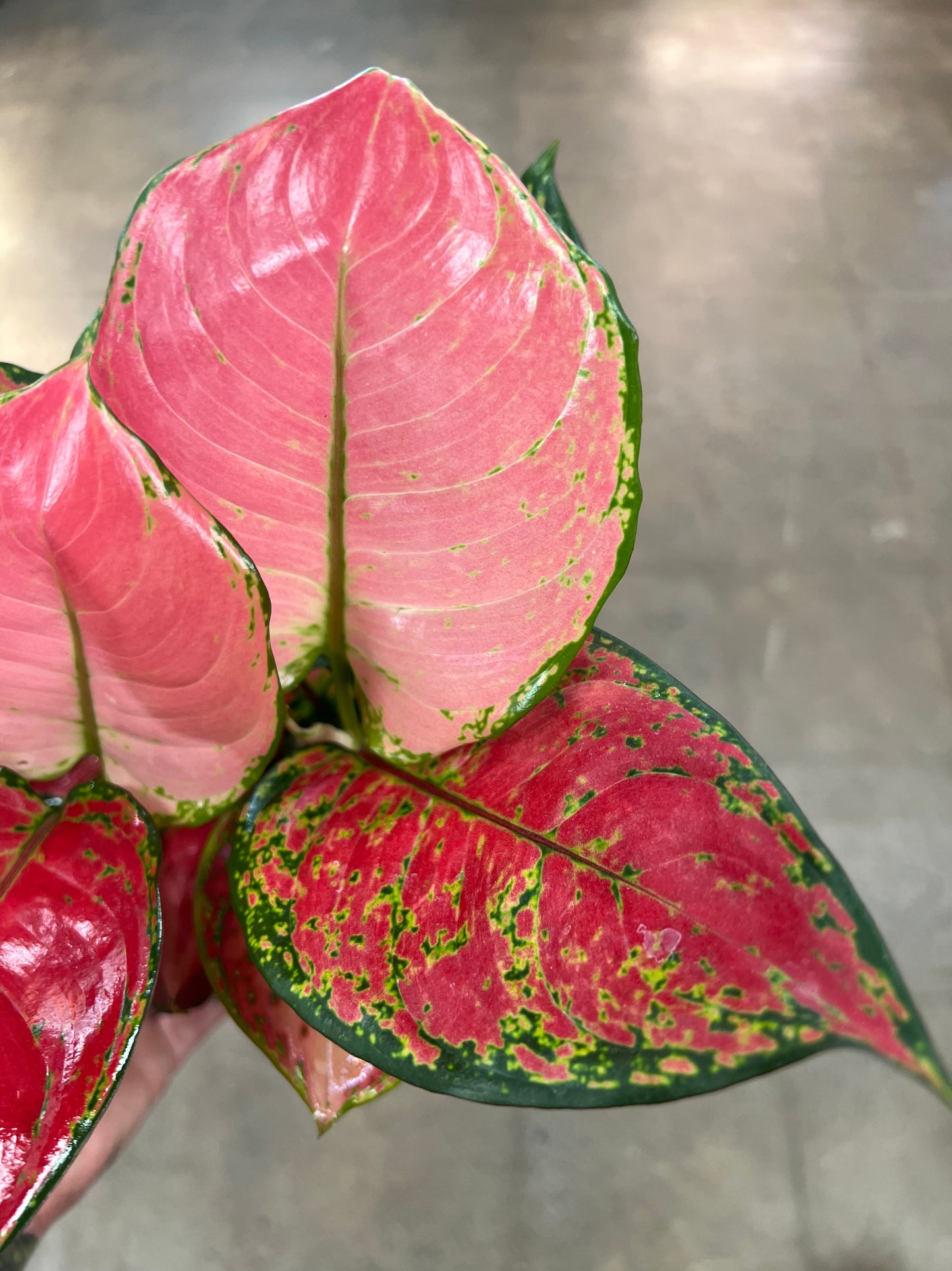Aglaonema Ruby Ray