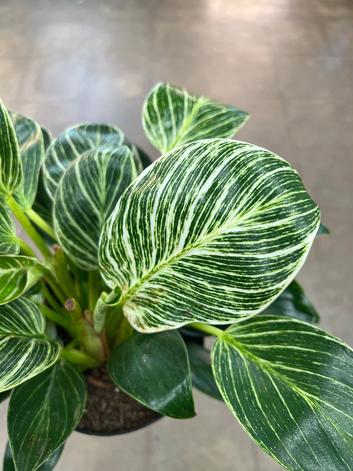 Philodendron Birkin
