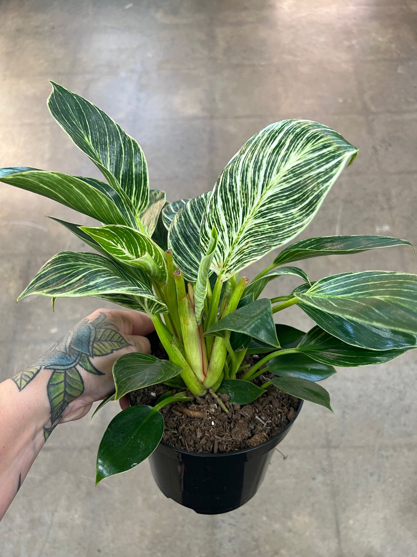 Philodendron Birkin