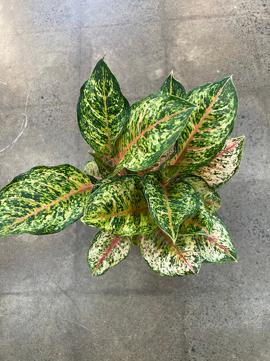 Aglaonema Green Squeezing Paradise