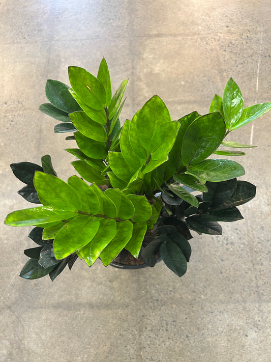 Zamioculcas Zamifolia Raven
