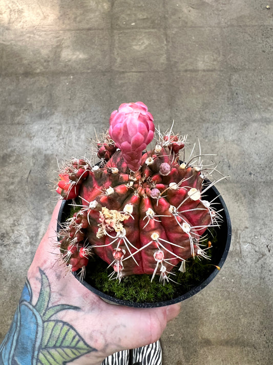 Gymnocalycium Mihanovichii Variegated
