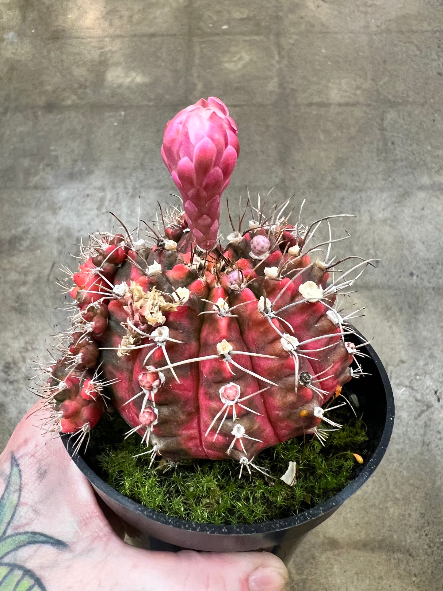 Gymnocalycium Mihanovichii Variegated