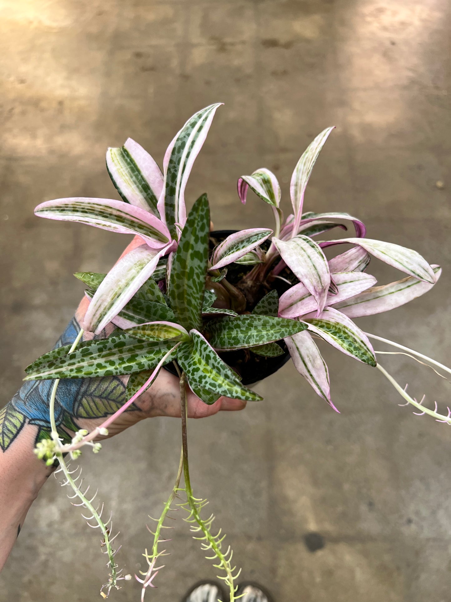 Ledebouria socialis