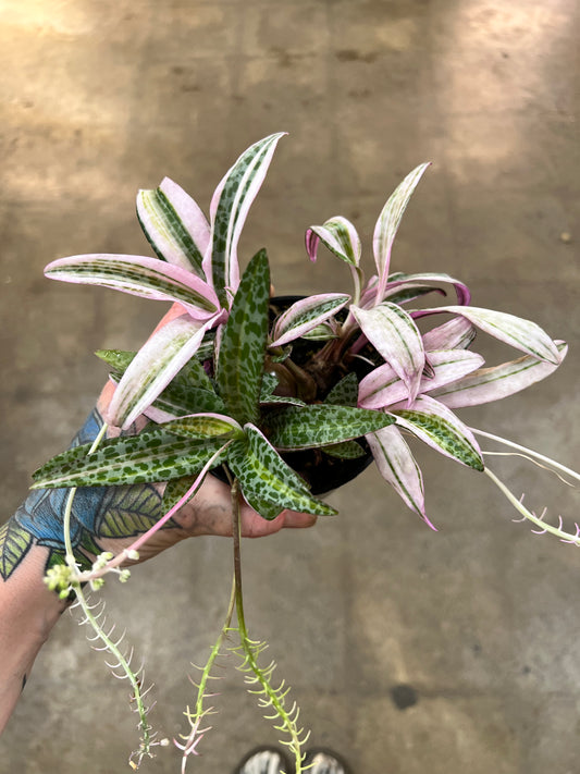 Ledebouria socialis