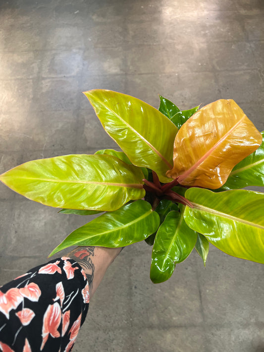 Philodendron Mccolley's Finale