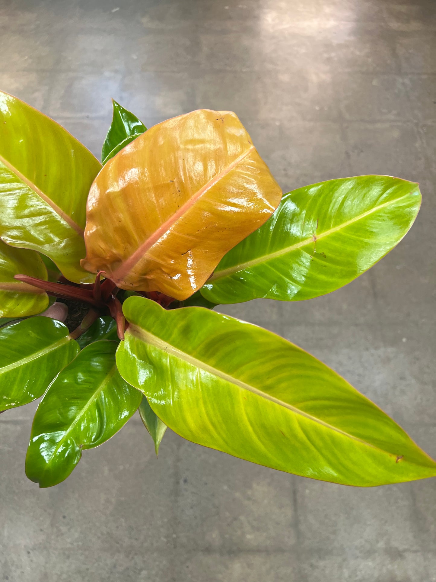 Philodendron Mccolley's Finale