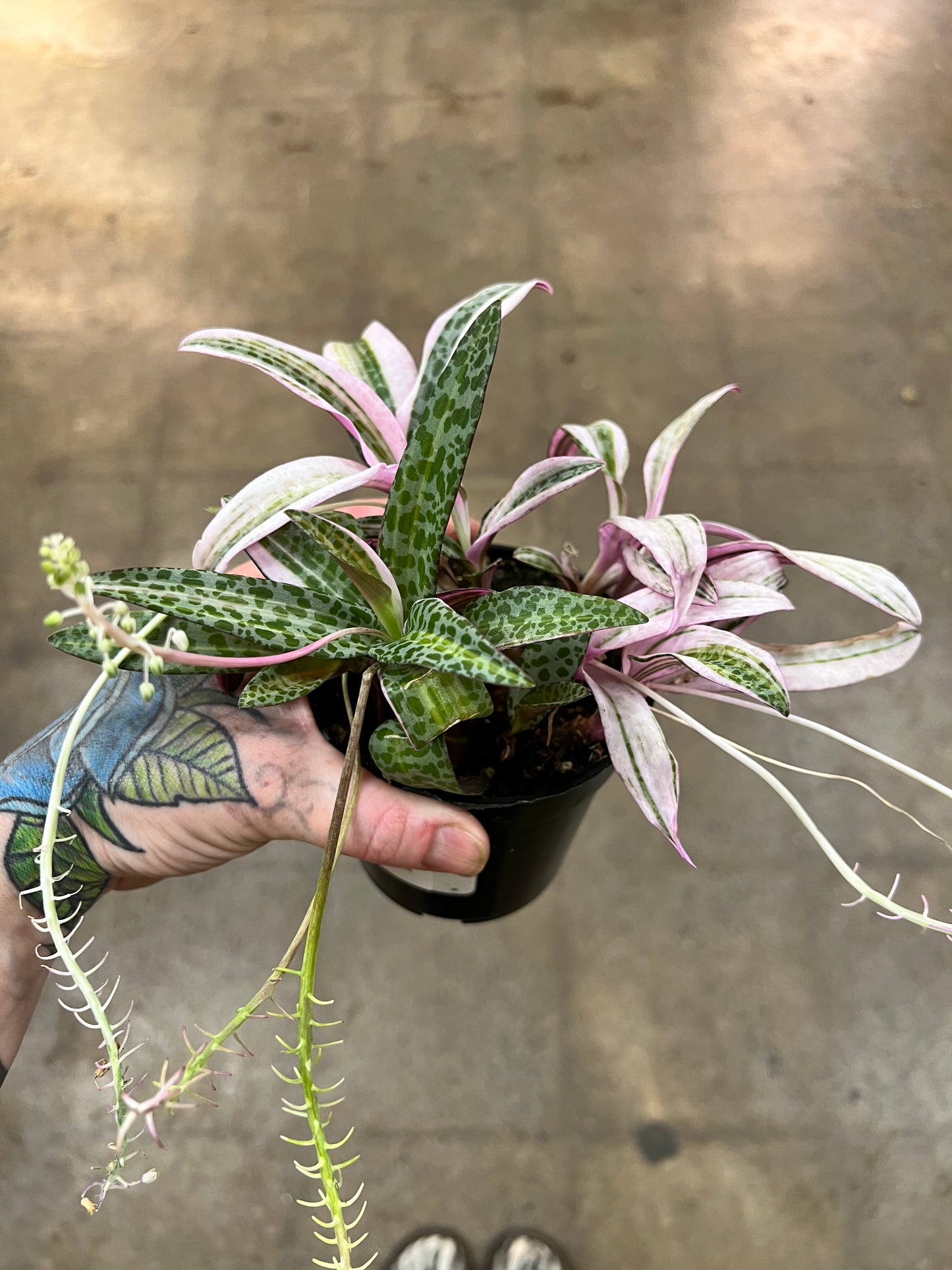 Ledebouria socialis