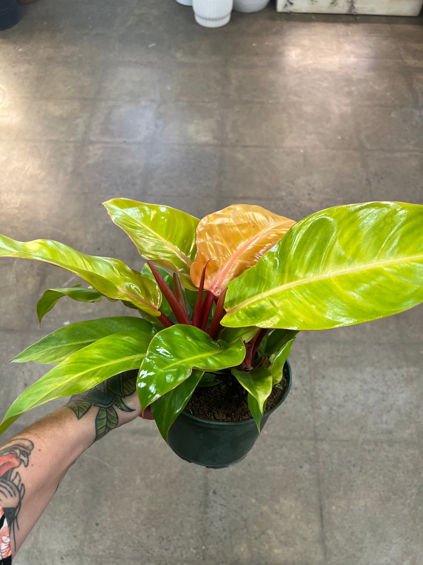 Philodendron Mccolley's Finale