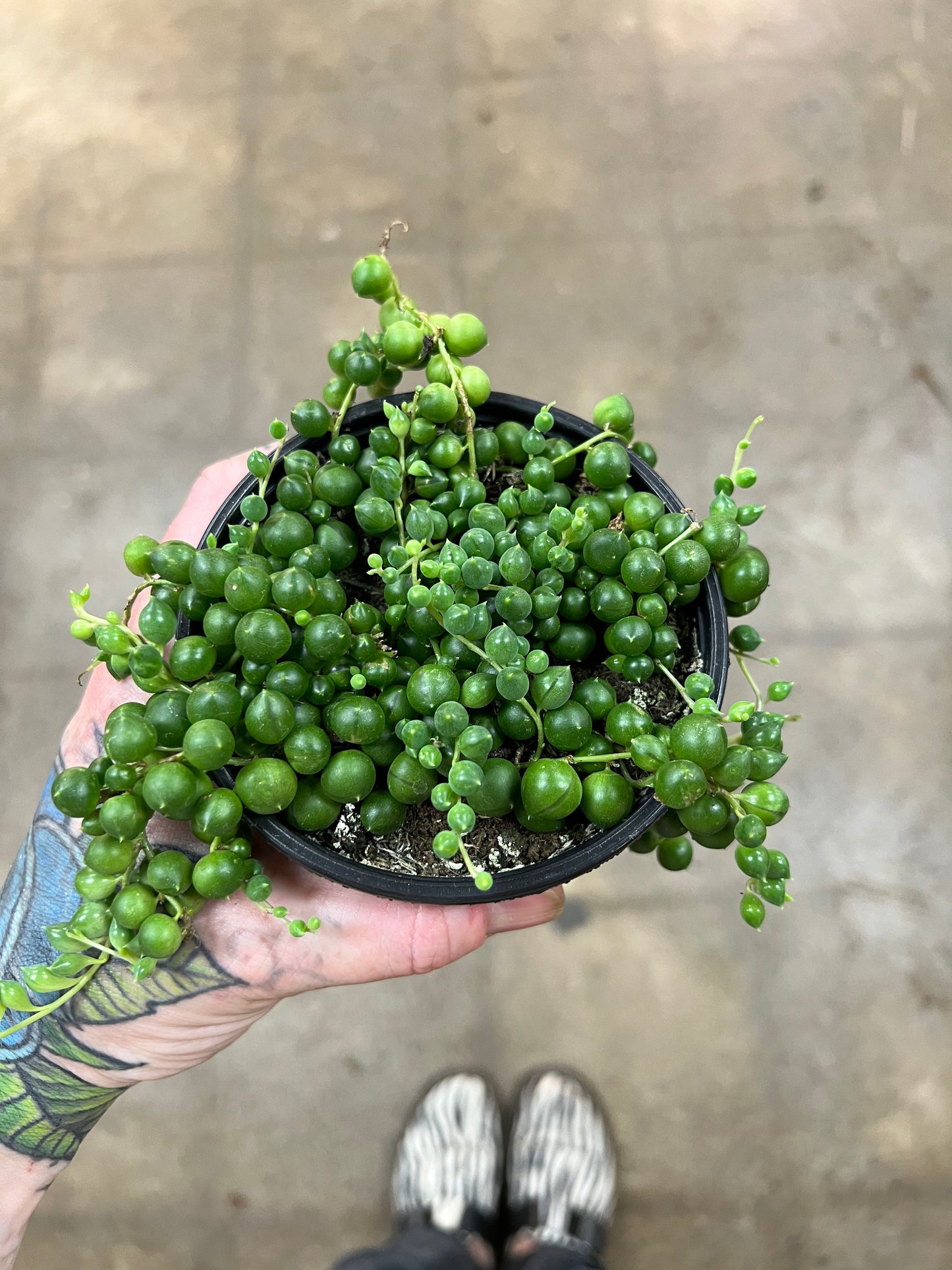 Strings of pearls