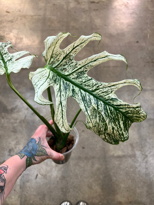 Monstera Devil Monster
