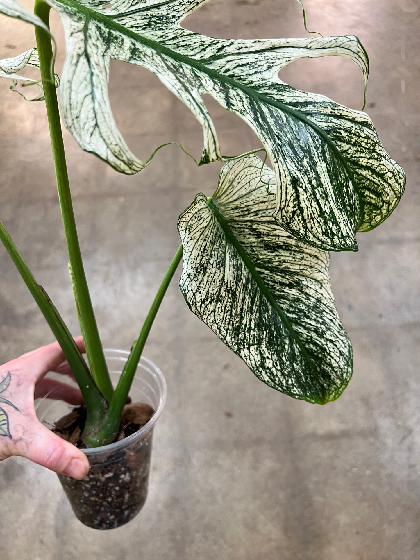 Monstera Devil Monster