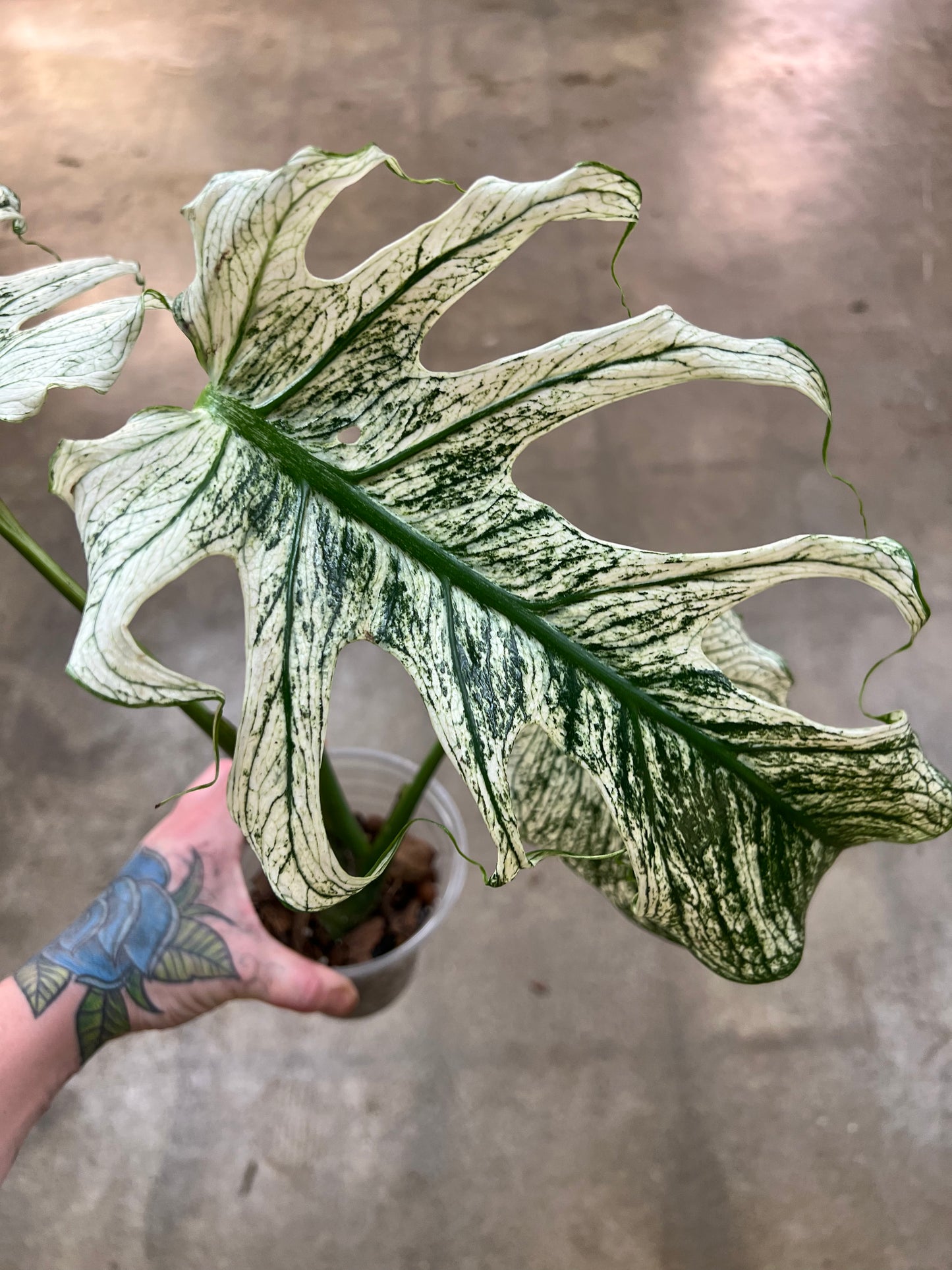 Monstera Devil Monster