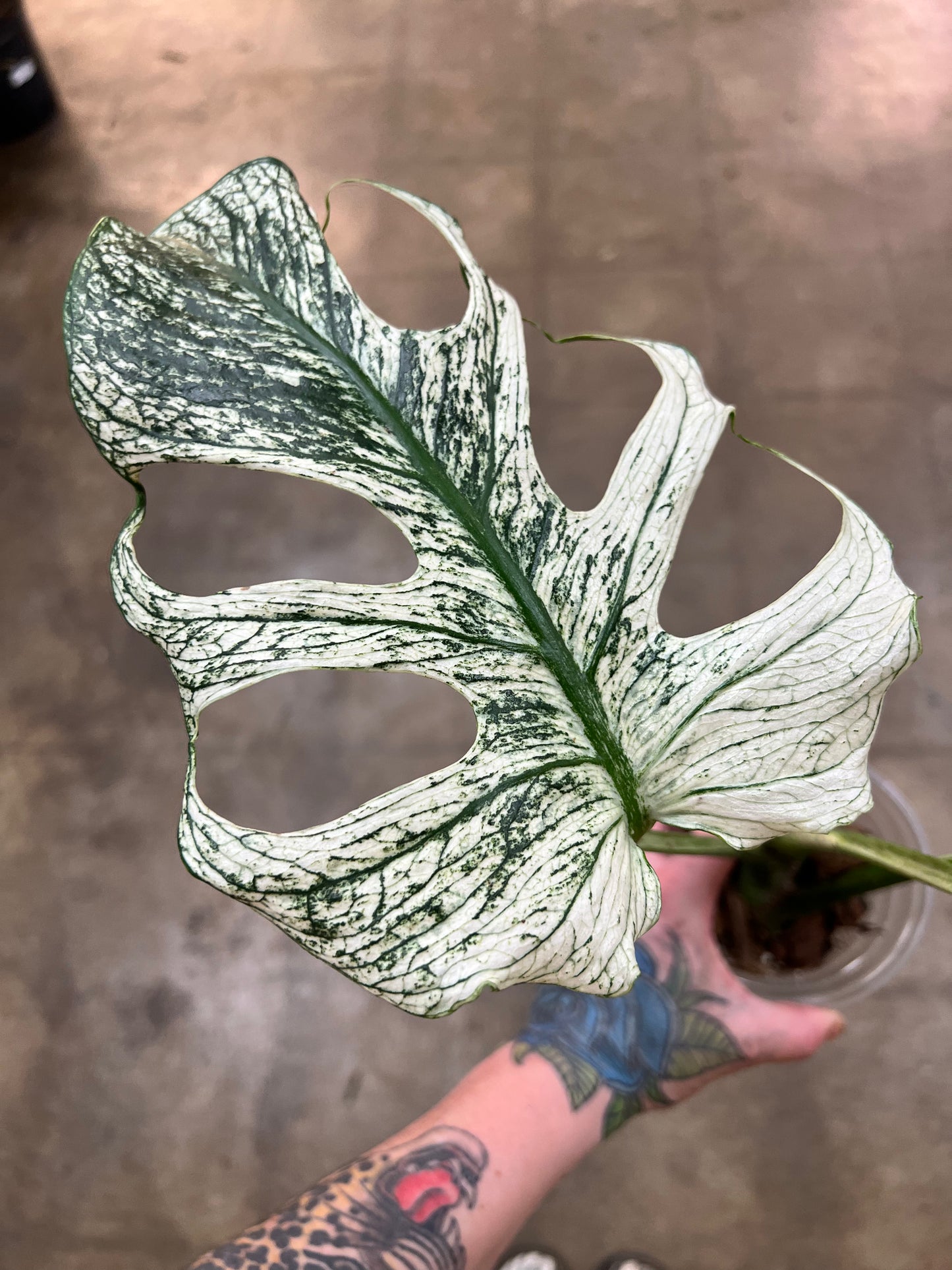 Monstera Devil Monster