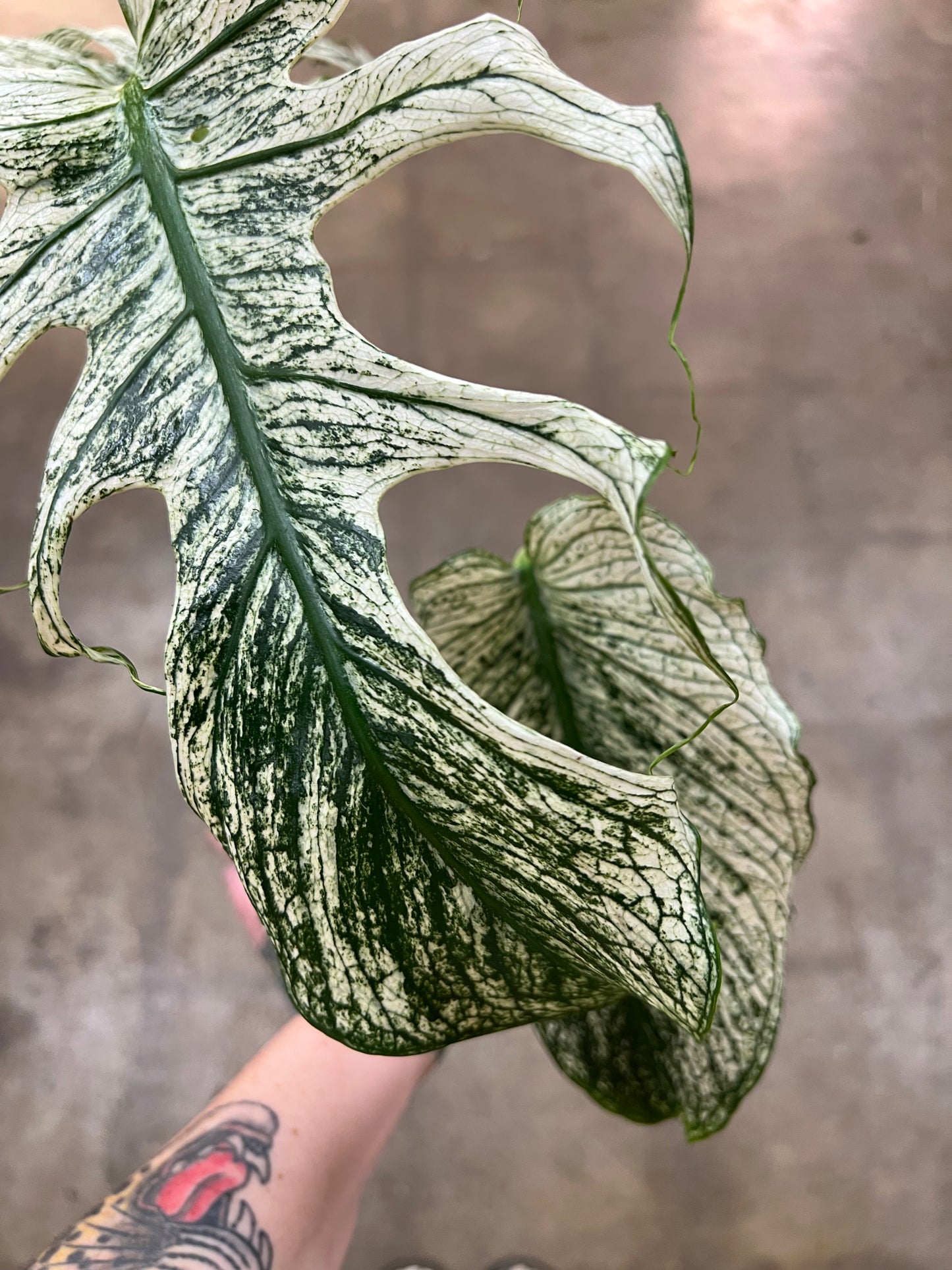 Monstera Devil Monster