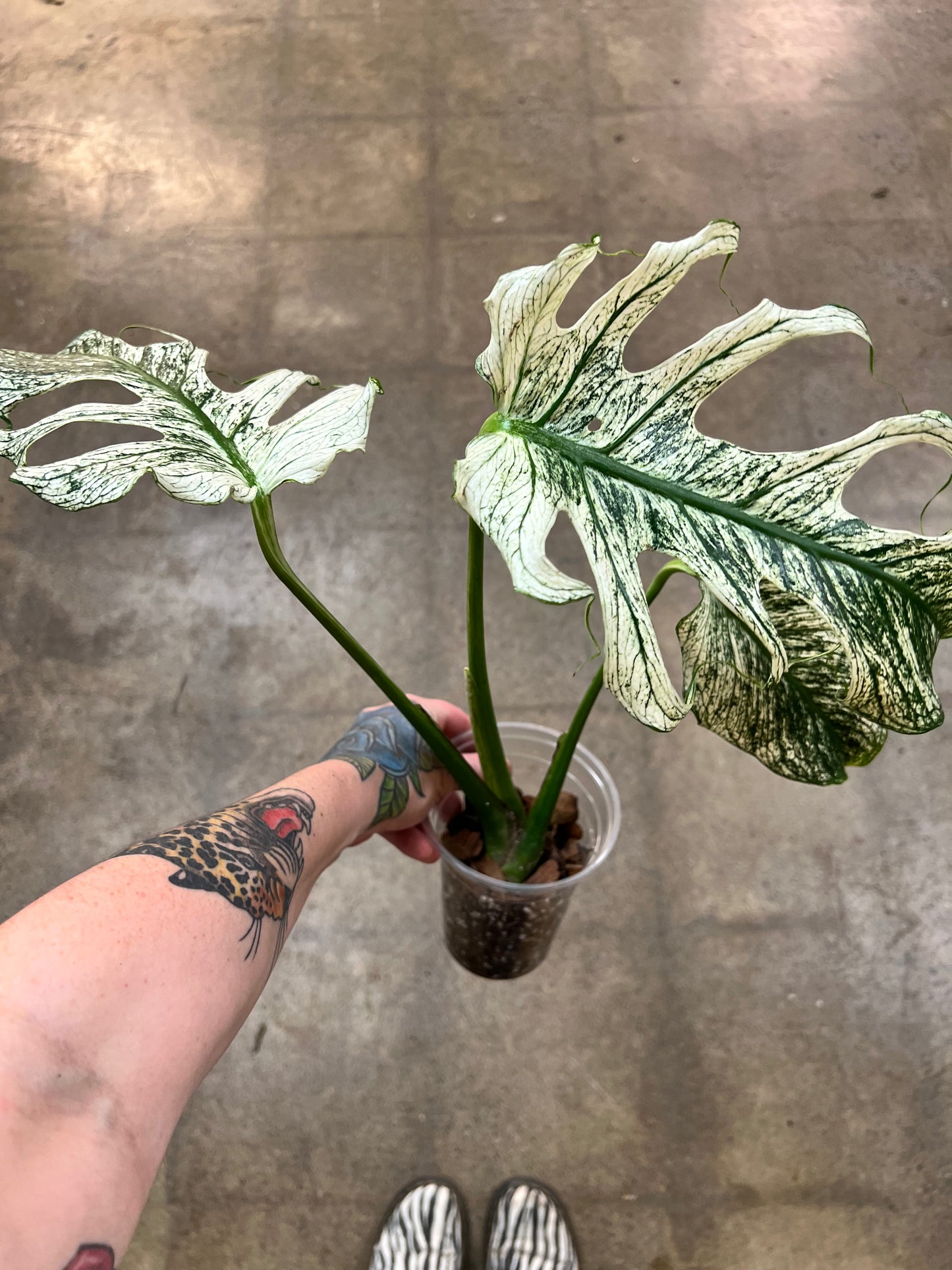 Monstera Devil Monster