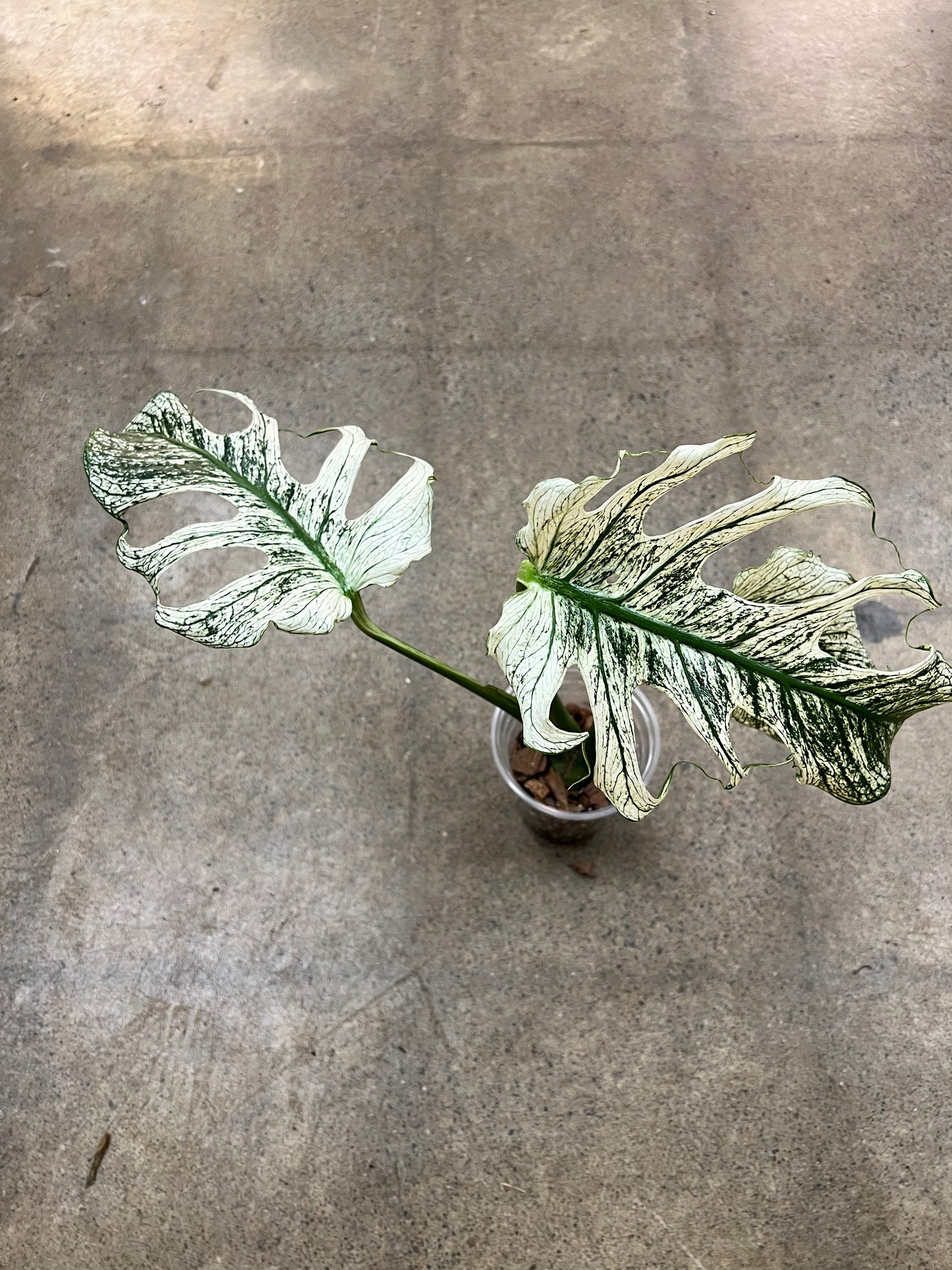 Monstera Devil Monster