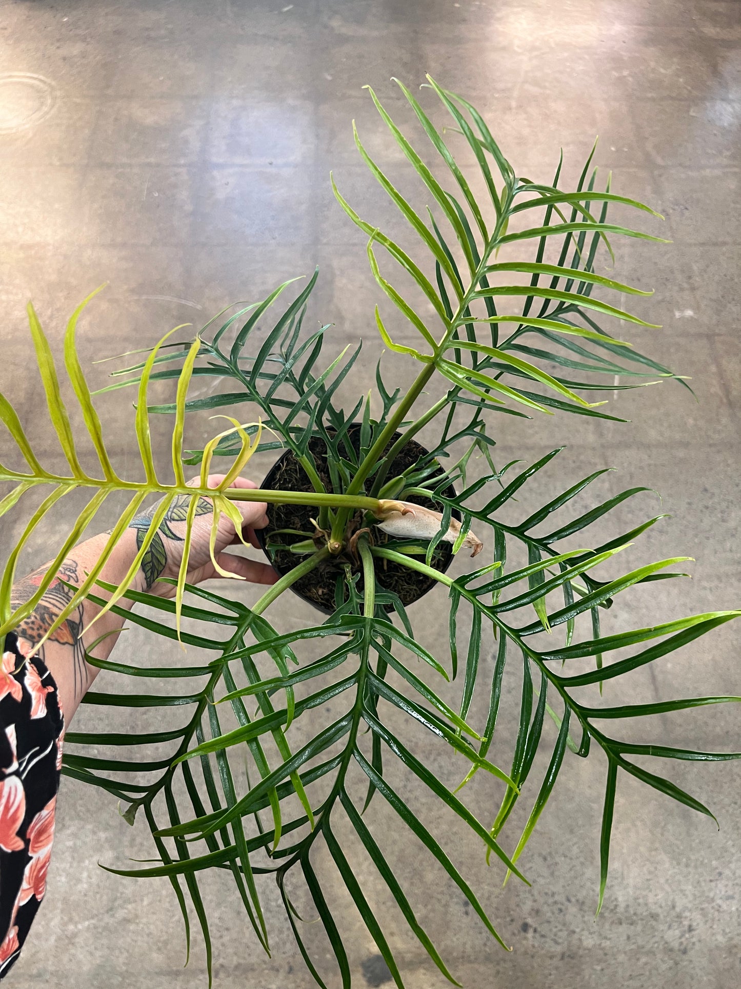 Philodendron Tortum