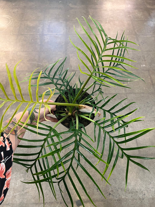 Philodendron Tortum
