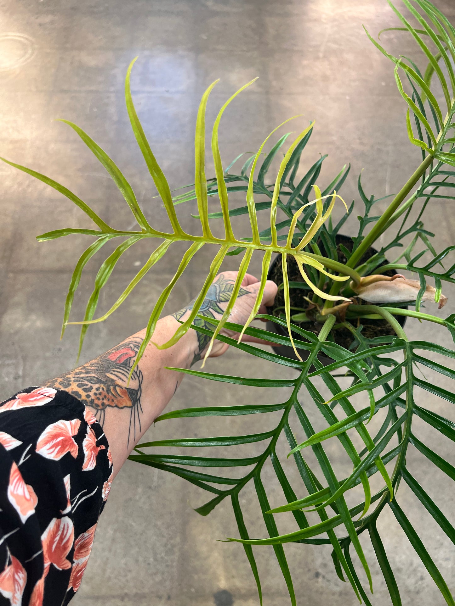 Philodendron Tortum