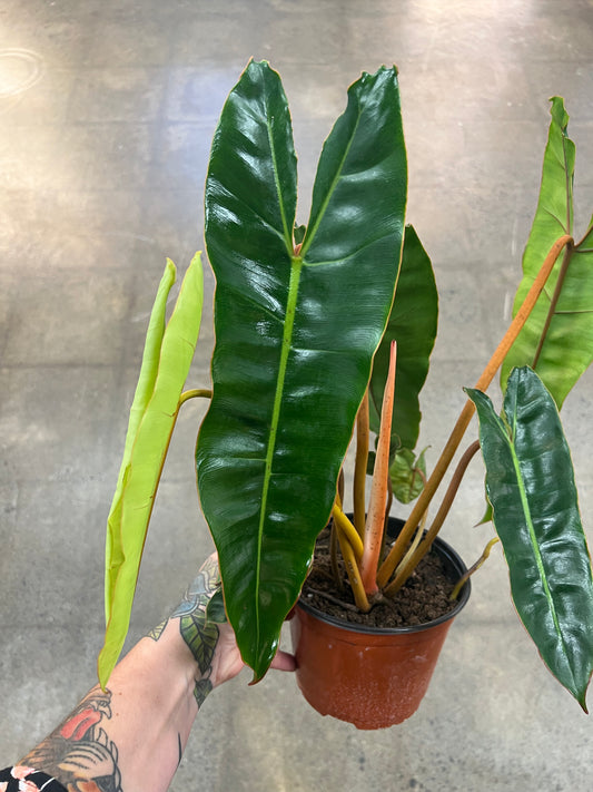 Philodendron Billitiae