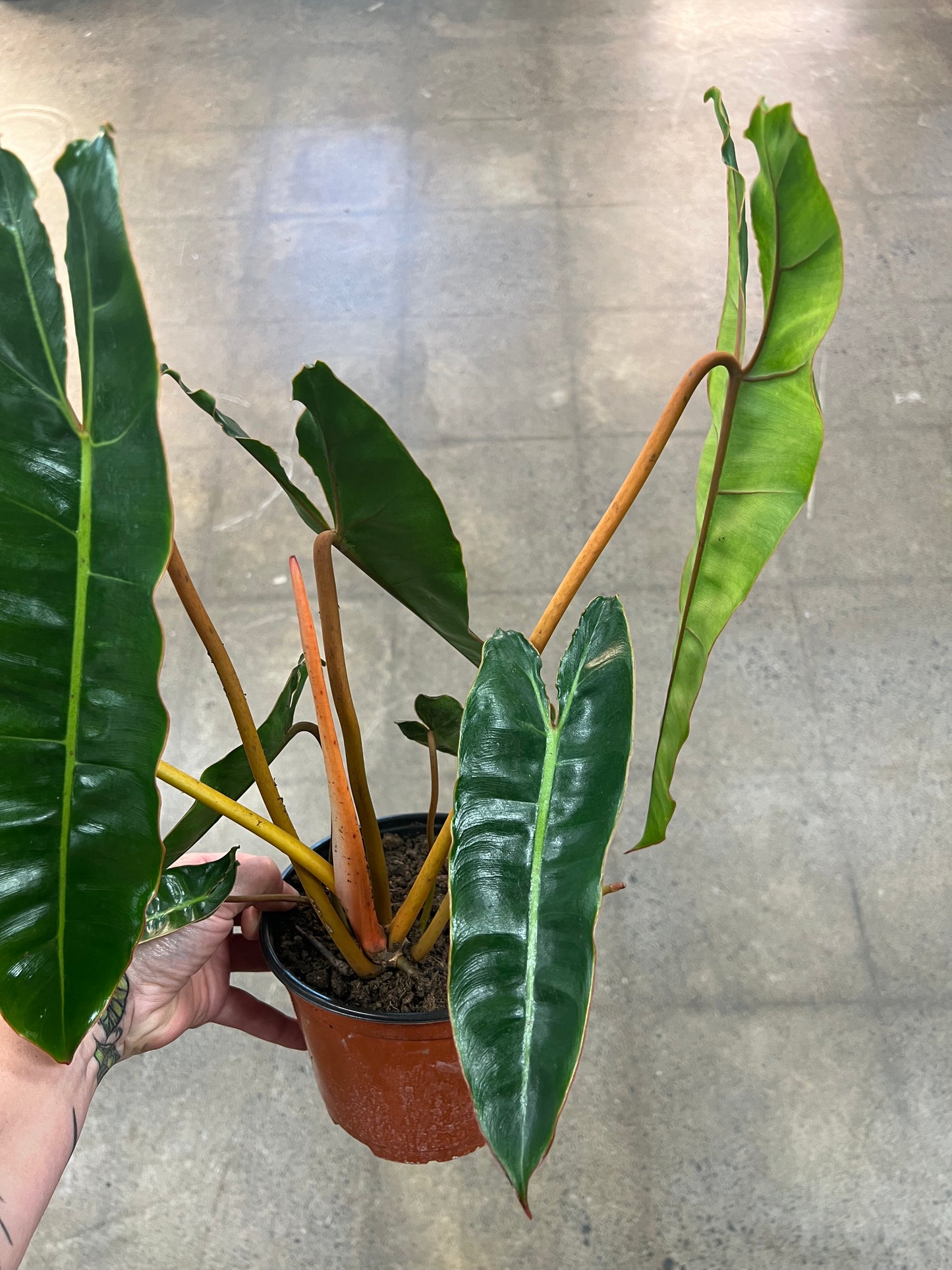 Philodendron Billitiae
