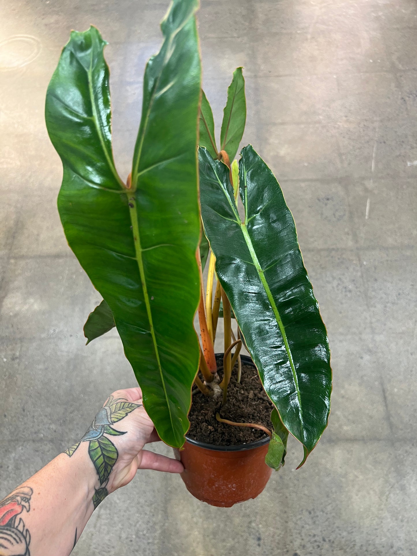 Philodendron Billitiae