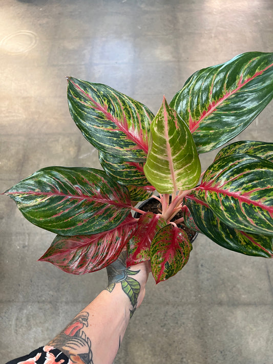 Aglaonema Carnet Coltrane