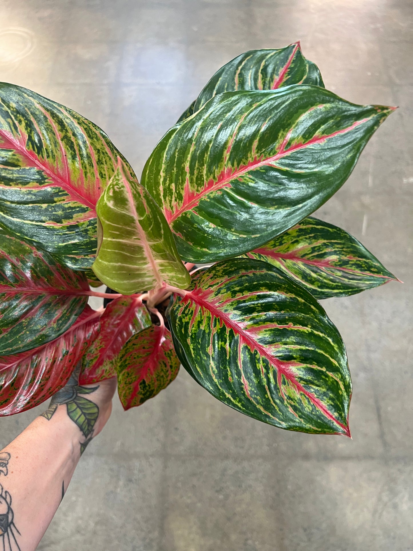 Aglaonema Carnet Coltrane