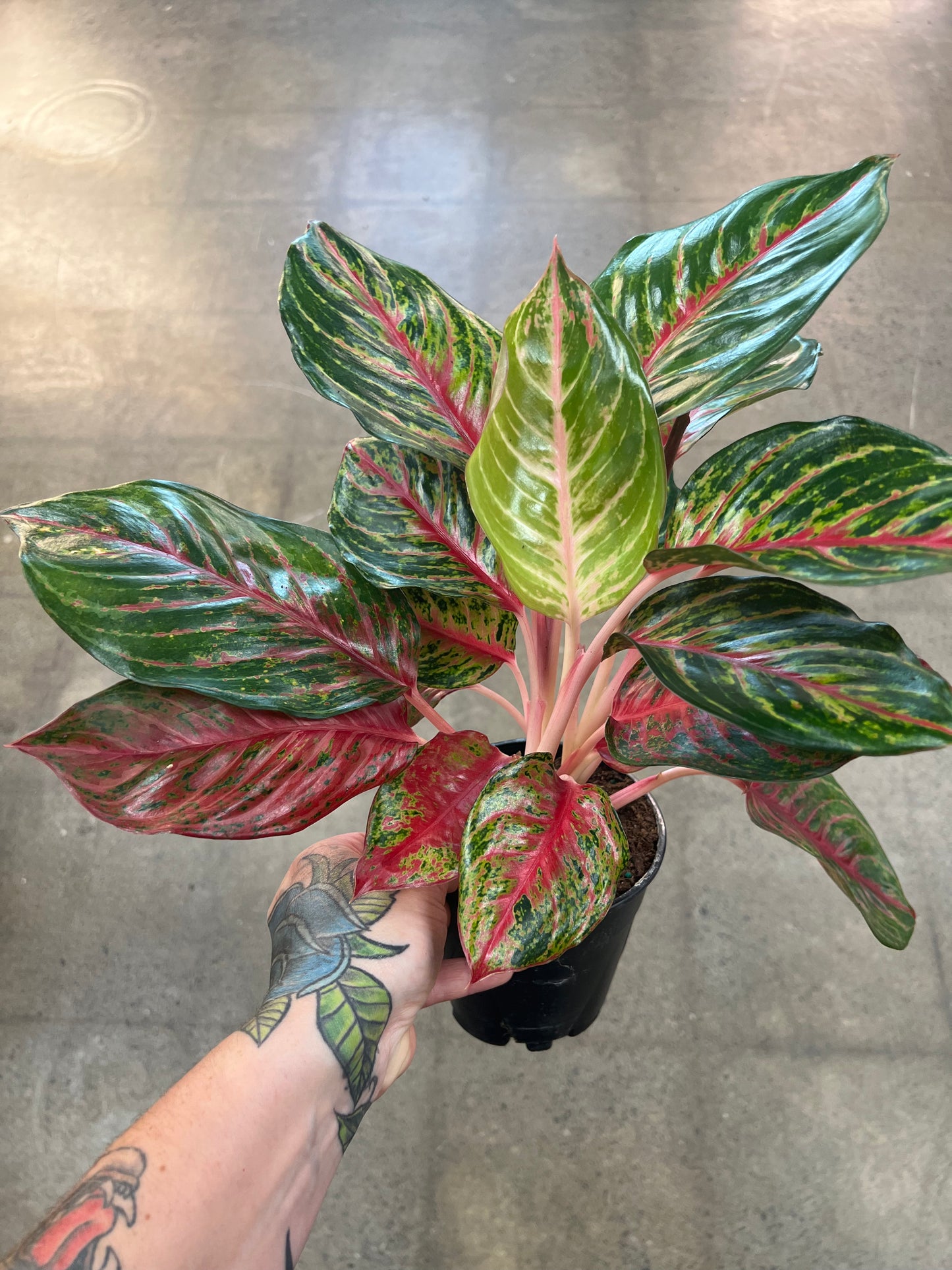 Aglaonema Carnet Coltrane